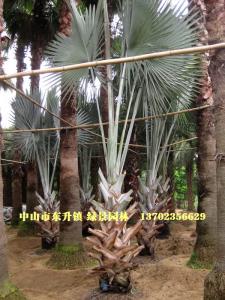 银叶霸王棕